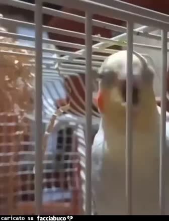 gif animata