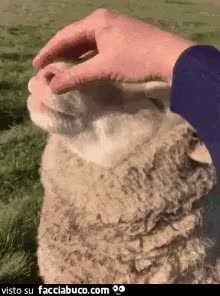 gif animata