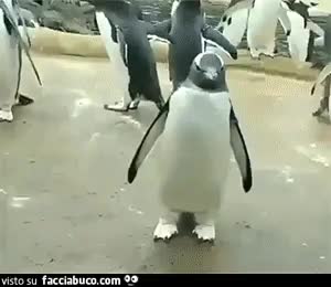 gif animata