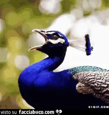 gif animata
