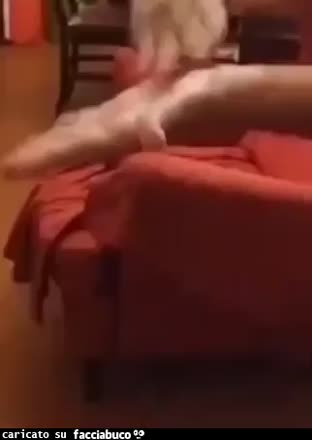 gif animata