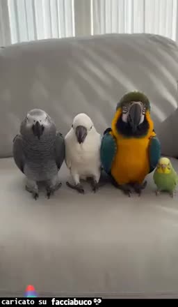 Gif Animata