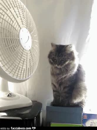 gif animata