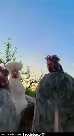 Gif Animata