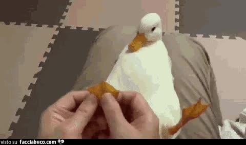 gif animata