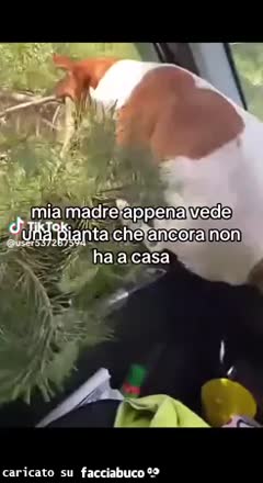 Mia mamma quando siamo in giro e vede una pianta che ancora non ha