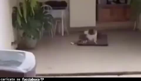 Gif Animata