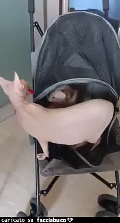 Gif Animata