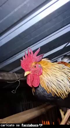 Gif Animata