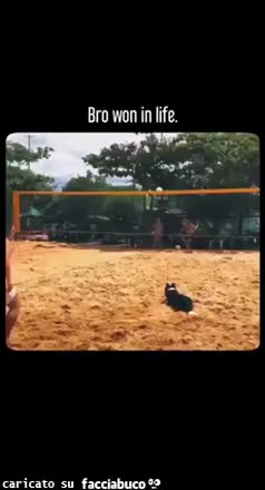 Gif Animata