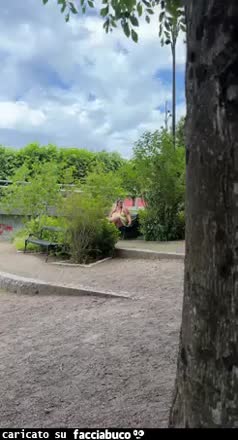 Gif Animata