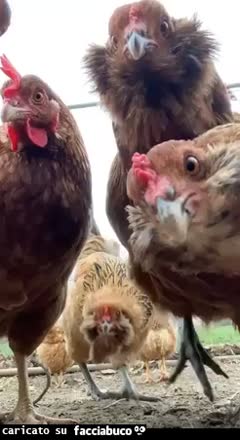 Gif Animata