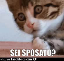 gif animata