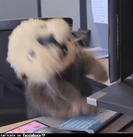 gif animata