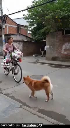 Gif Animata