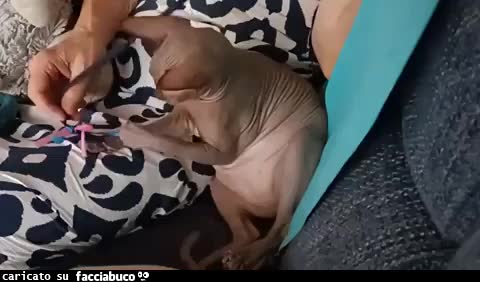 Gif Animata