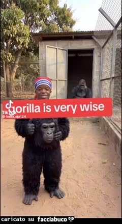 Gif Animata