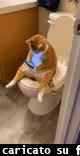 gif animata