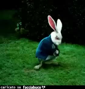 Gif Animata