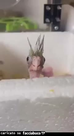 Gif Animata