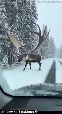 Gif Animata