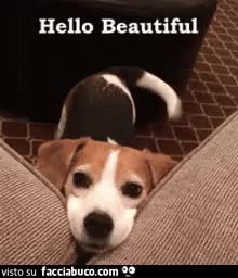 gif animata