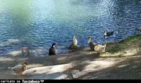 gif animata