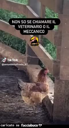 gif animata
