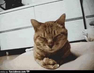 gif animata