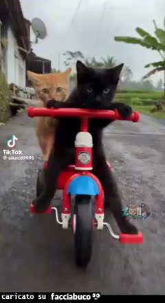 Gif Animata