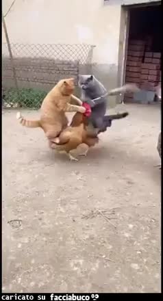 Gif Animata