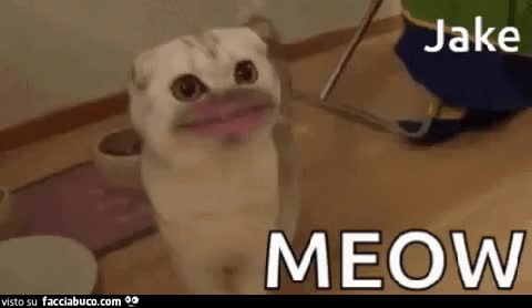 gif animata