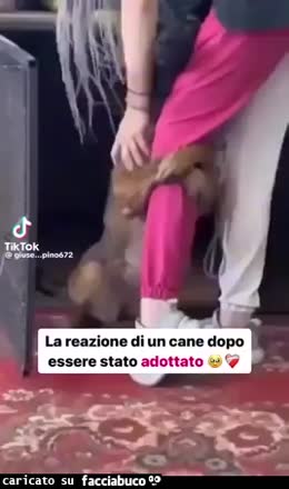 Gif Animata