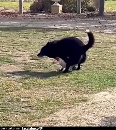 Gif Animata