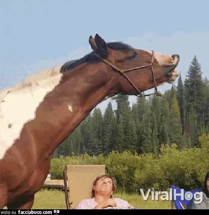 gif animata