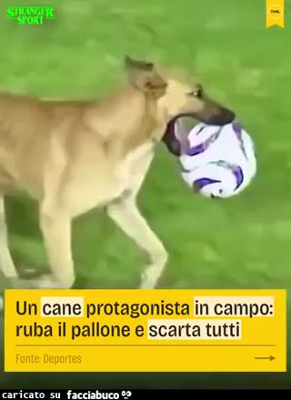 Gif Animata