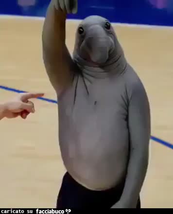 gif animata