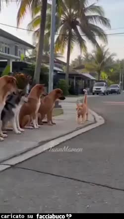 gif animata