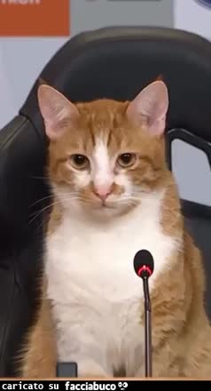 Gif Animata