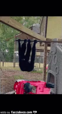 gif animata
