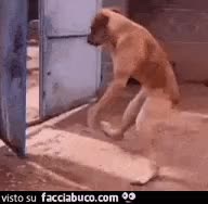 gif animata