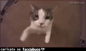 gif animata