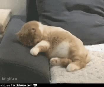 gif animata