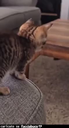 Gif Animata
