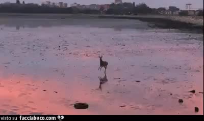 gif animata