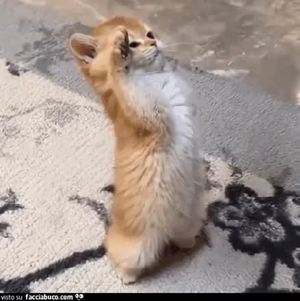 gif animata