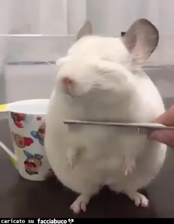 gif animata
