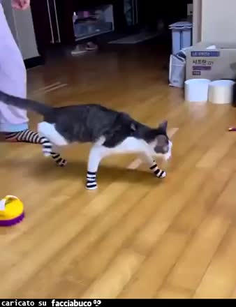 gif animata