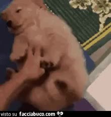 gif animata