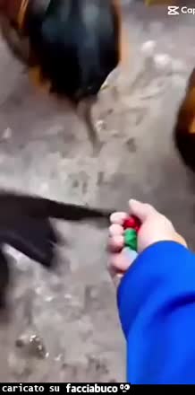 Gif Animata